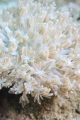 Soft Coral