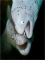 Grey morays