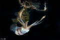 Squid with reflection .