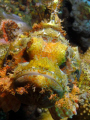 Poisson-scorpion  -  Scorpaenopsis sp.