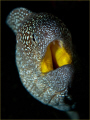 I think the contrast of the yellowmouth to the brown body with speckled blue markings is extremely striking so it was worth putting time in to get this shot. Taken with Inon Z240 with fiber optic snoots, 60mm macro and a wet close up lens