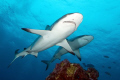 shark pair