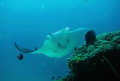 Manta ray