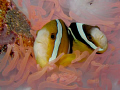 Orange Fin Anemone fish cleaning station somewhere in Palau.