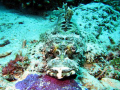crocodile fish