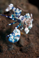 KILL
Harlequin Shrimp
Seraya Bali