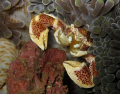 Porcelain Crab taken in Bunaken Marine Park, North Sulawesi