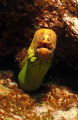 this is a photo taken of a Yellow Moray up close.