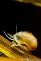 Freshwater SNALE - 1CM !!!