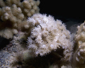 Delicate corals at night