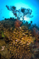 Schooling fish, and glassfish on a coral bommie in particular are a favourite subject of mine.  Taken in Gili Meno, Lombok with Nikon D200 and Tokina 10 - 17.