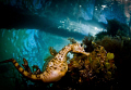 This pot bellied seahorse (Hippocampus abdominalis) was swimming around the top of the pier on a dive recently. It was a remarkably inquisitive seahorse - this shot was taken with a Tokina 10-17mm wide angle lens.