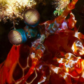 Mantis Shrimp