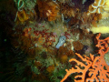 just one of the many beautiful sea creatures