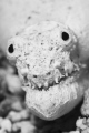 Shrunken Skull (or Head of a Crocodile Snake Eel.)