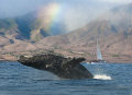 Rainbow Breach on Maui
