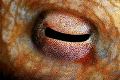 Eye of octopus.