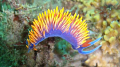 Spanish Shawl Nudibranch at Point Dume, Malibu.