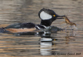 Hooded Merganser Drake feeding on crayfish