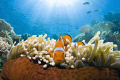 Amphiprion percula stares down the Tokina.