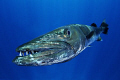 Barracuda straight in front of my dome port.