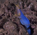 This ribbon eel was a nice surprise near the then of our dive.