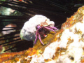 Grumpy little crab