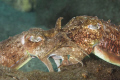 Mating Cuttlefish