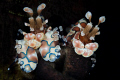 arlequin shrimps in ther natural enviroment
