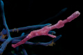 robust ghost pipe fish