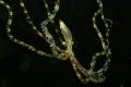 Wonderpus, what a wonder octopus, 
100mm, canon 500D, sea&sea 250 strobe