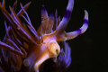 A very common Nudibranch in Sydney and usually crawling. This one 'stood up'.
CanonD500 with one Z240 Inon Strobe