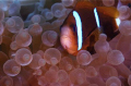 Beautiful bubbletips