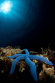 blue sea star with tokina 10-17 + ZEN minidome