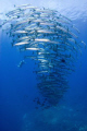 lots of fish