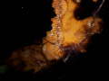 Some sort of Brittle star over coral