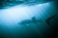 Whale shark off Ningaloo reef, North Western Australia. Look close and you can see a small snorkeler in the background for a size comparison!