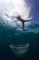 Jump into the jelly.