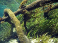 Rainbow River
Florida