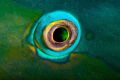 Eye of parrot fish taken at night while asleep inside its bubble with the yellow eyes of reef sharks passing behind. Pitch black night. D700 with 105VR and +4 dioptre