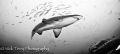 Grey nurse shark at South West Rocks NSW Australia, this shot was taken at a depth of 25m with a Sea & Sea housing and Inon strobes with a Nikon D200 and 10.5 Nikon Fisheye lens.