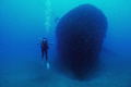 The wreck and the mermaid..