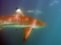 Blacktip shark