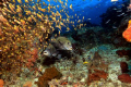 Spotted Sweetlips - Raja Amput Indonesia.