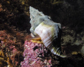 Photo of large snail taken at Casino Point, Catalina Island with Olympus 5060 - Ikelite Housing - Single Sea & Sea YS90DX Strobe.