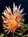 Photo taken in Lembeh Straith. 
Nikon D90. Ikelite housing + 2 DS160 Strobe, and nikon AF-S 60mm f/20, 1/60 sek.
