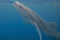 I took this photo seconds after jumping off the boat in Honda Bay. The whale sharks in Honda bay can often be seen feeding at the surface and are relatively easy to approach. The small fish are not the prey species but often associated with them.
