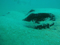 Using a olympus sw1030, 

This bull ray was relaxing on the ocean floor after a previous dive where he was swimming away from some police divers using a shark deterrent on their fin. After they left the water, he stayed in the area!!!!