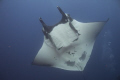 This close encounter with a manta ray took place in the Archipelago Revillagigedos by San Benedicto Island on a dive site called the Boiler. It was taken with a Canon T3i in an Ikelite housing with an Ikelite DS-125 strobe.