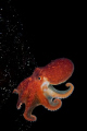 Eledone cihrrosa (Curled Octopus) on some kelp ready to take the leap and go in to hiding.
